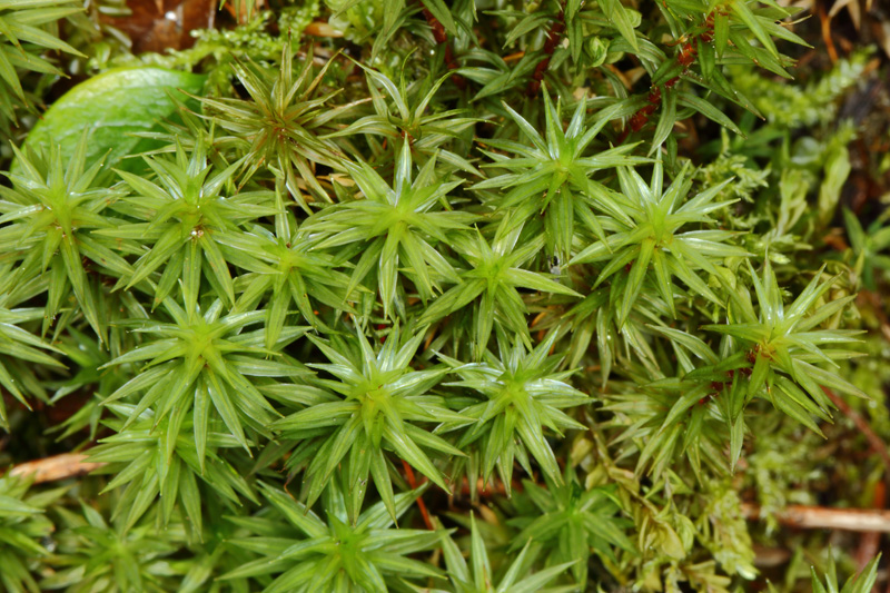 Timmia austriaca